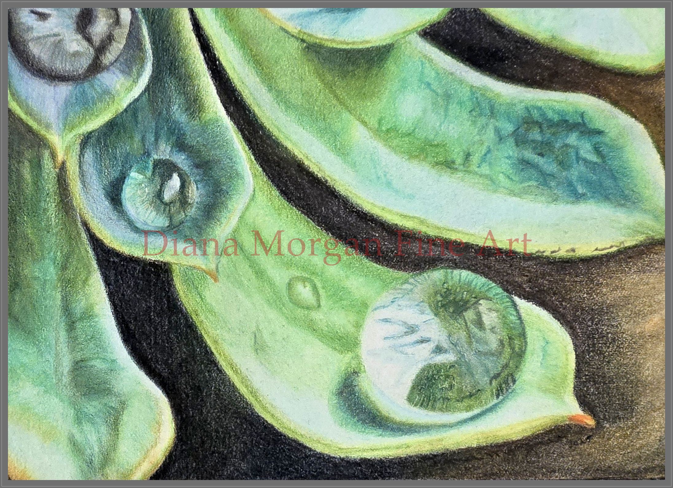 Succulents II